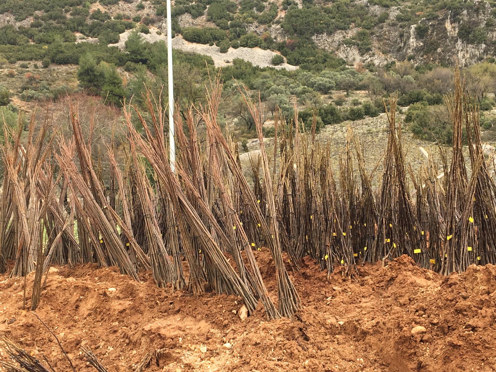 Büyükşehirden Her Kapıda Bir Fidan Projesi 